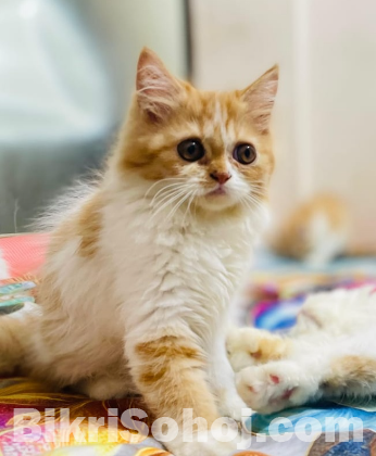 parsian cat